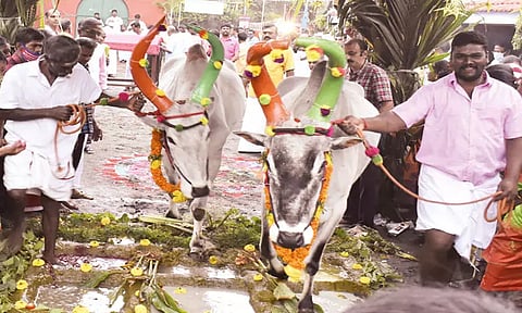 பட்டி மிதிக்கும் பரவச பொங்கல்