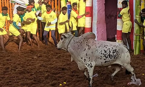 பாலமேடு ஜல்லிக்கட்டு போட்டியில் இதுவரை 14 மாடுபிடி வீரர்கள் தகுதிநீக்கம்
