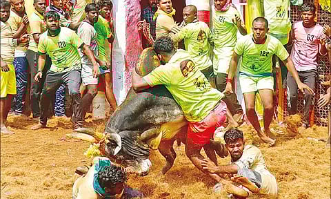 பரபரப்பாக நடந்த பாலமேடு ஜல்லிக்கட்டு: மாடு முட்டி ஒருவர் பலி; 38 பேர் காயம்