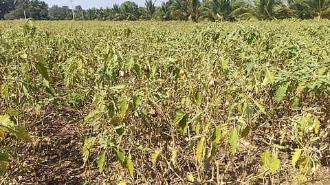 கத்திரிக்காய் செடிகளில் நோய் தாக்குதல்