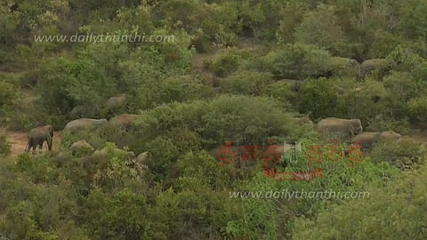 போடூர்பள்ளம் வனப்பகுதிக்கு இடம் பெயர்ந்த யானைகள்