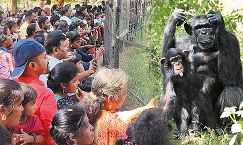காணும் பொங்கலையொட்டி வண்டலூர் உயிரியல் பூங்காவில் சுற்றுலா பயணிகள் குவிந்தனர் - போலீஸ் டி.ஜி.பி. நேரில் ஆய்வு