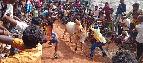 எருது விடும் விழாவில் 100 காளைகள் பங்கேற்பு