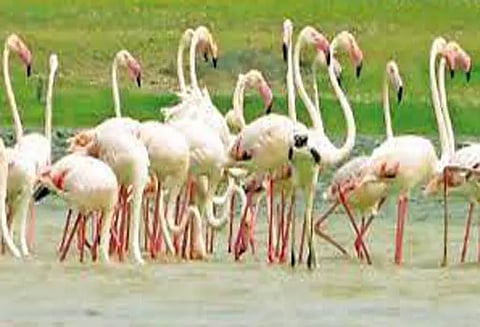 நெல்லை உள்பட 3 மாவட்டங்களில்பறவைகள் கணக்கெடுக்கும் பணி 27-ந்தேதி தொடங்குகிறது