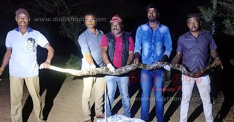 மலைப்பாம்பு பிடிபட்டது