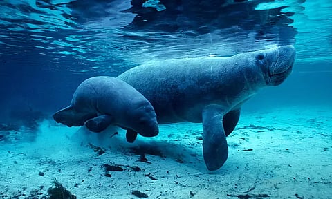 புளோரிடாவில் அழிந்துவரும் கடல் பசு இனங்கள்...!