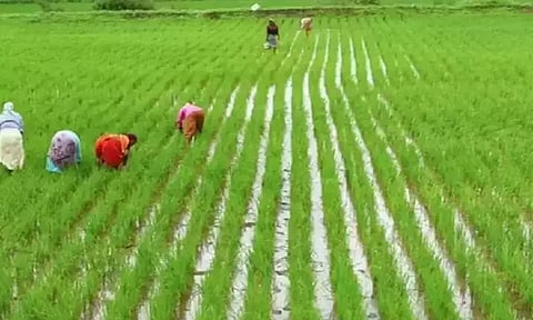 வேளாண் வளர்ச்சி திட்டத்தின் கீழ் தரிசு நிலங்களை சாகுபடி நிலங்களாக மாற்றி பயன்பெறலாம் - அதிகாரி தகவல்