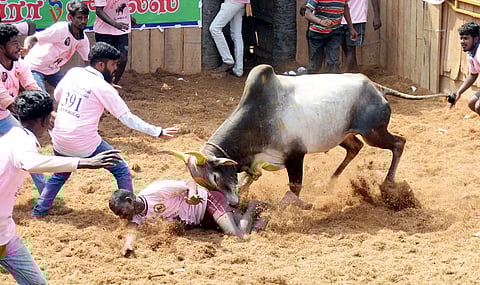 கொசவப்பட்டி ஜல்லிக்கட்டில் போலீசார் தடியடி