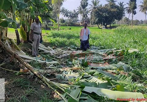குடியாத்தம் வி.டி.பாளையம் கிராமத்தில் விளை நிலங்களுக்குள் புகுந்து யானைகள் அட்டகாசம்