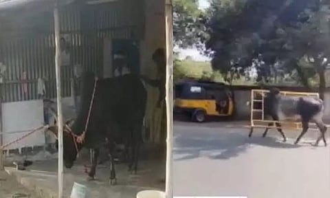 போலீஸ் பேரி கார்டை தலையில் மாட்டிக்கொண்டு ஓடிய காளை... ஜல்லிக்கட்டில் நிகழ்ந்த சம்பவங்கள்