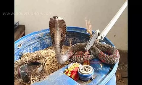 நெல்லுக்குள் பதுங்கி இருந்த பாம்பு