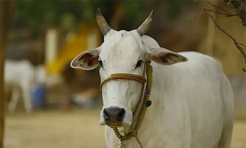 பசுவதையை நிறுத்தினால் பூமியின் பிரச்சினைகள் தீர்ந்துவிடும்: குஜராத் கோர்ட் கருத்து