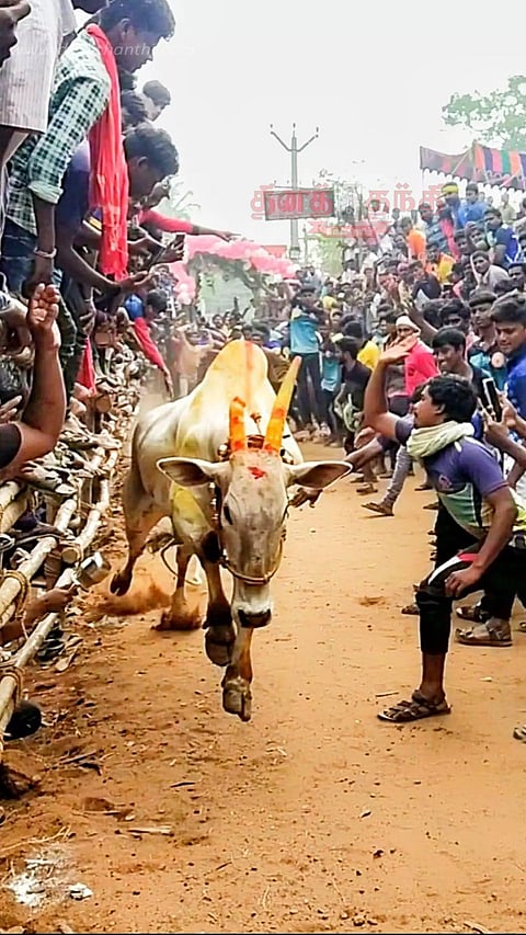 எருது விடும் விழா