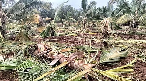 கூடலூர் அருகேதோட்டத்திற்குள் புகுந்து காட்டுயானைகள் அட்டகாசம்:தென்னை மரங்களை பிடுங்கி எறிந்தன