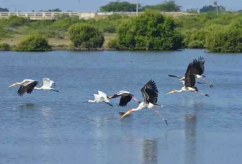 தேனி மாவட்டத்தில்பறவைகள் கணக்கெடுக்கும் பணி:இன்று நடக்கிறது