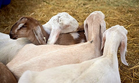 மர்ம விலங்கு கடித்து 3 ஆடுகள் பலி