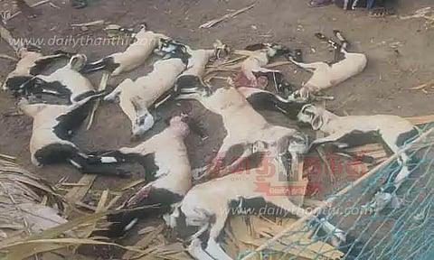 முதுகுளத்தூரில் வெறிநாய்கள் கடித்து 12 ஆடுகள் சாவு