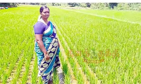 நெல் சாகுபடியில் மாநில அளவில் சாதனை படைத்தது எப்படி?-விருது பெற்ற புதுக்கோட்டை பெண் விவசாயி விளக்கம்