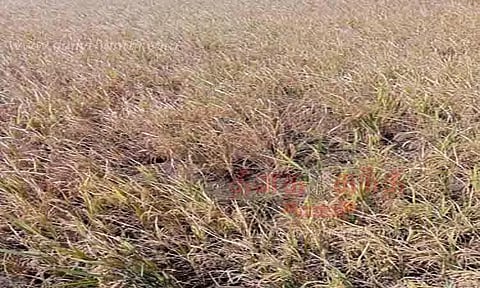 நெற்பயிர்களை சேதப்படுத்திய காட்டுப்பன்றிகள்