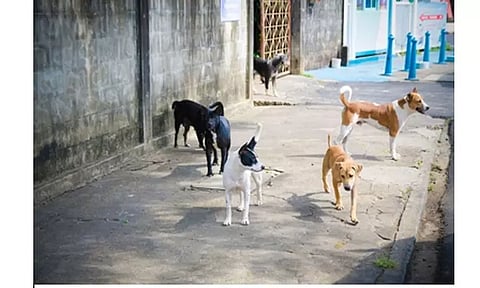 தனியார் என்ஜினீயரிங் கல்லூரியில் சுற்றிய நாயை கொன்ற வார்டன்