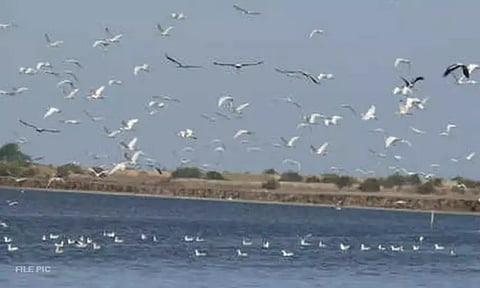 கோடியக்கரை பறவைகள் சரணாலயத்தில் 2வது நாளாக பறவைகள் கணக்கெடுக்கும் பணி - கல்லூரி மாணவர்கள் பங்கேற்பு