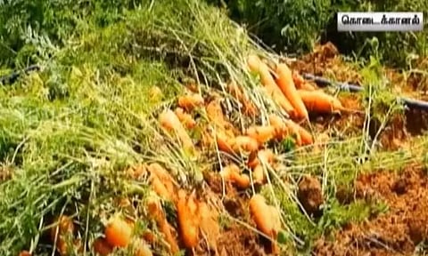 கடும் விலை வீழ்ச்சியால், மாடுகளுக்கு தீவனமாகும் கேரட்டுகள்: விவசாயிகள் கவலை