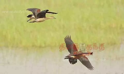 84 வகையான பறவைகள் கண்டறியப்பட்டுள்ளன