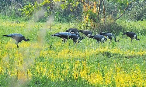 திருத்தணி வனப்பகுதியில் மயில்களின் எண்ணிக்கை அதிகரிப்பு