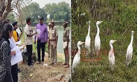 வேட்டங்குடி சரணாலயத்தில் பறவைகள் கணக்கெடுப்பு