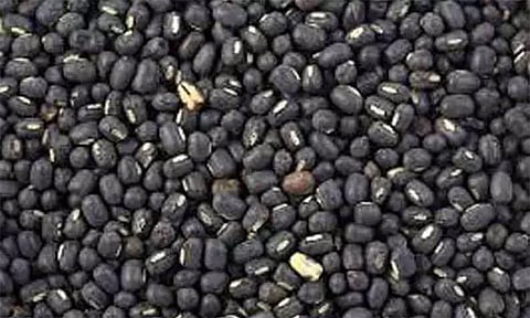 உளுந்து, பயறு சாகுபடி செய்து விவசாயிகள் பயன்பெறலாம்