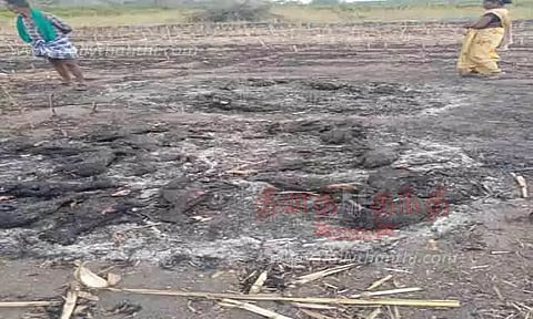 கொட்டகையில் அடைத்த 28 ஆடுகள் சாவு