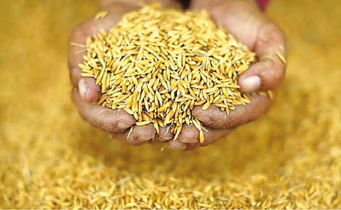 15 கிராமங்களில் நேரடி நெல் கொள்முதல் நிலையங்கள்