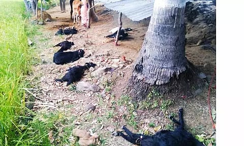 நாய்கள் கடித்து குதறியதில் 8 ஆடுகள் செத்தன