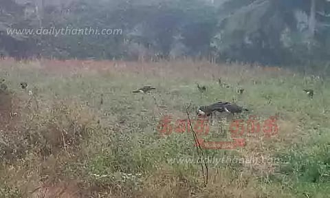 பயிர்களை சேதப்படுத்தும் மயில்கள்