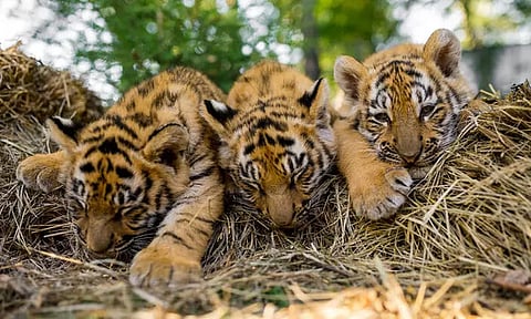 மத்திய பிரதேச சரணாலயத்தில் புதிதாக பிறந்த 5 புலிக்குட்டிகள்..!