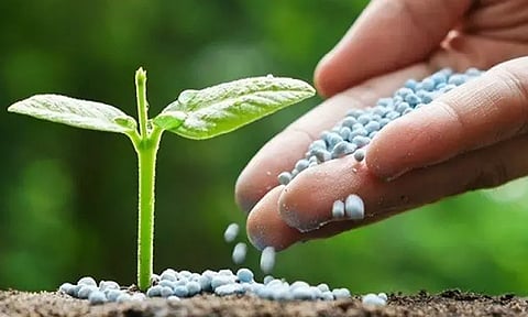 துத்தநாக சல்பேட், ஜிப்சம் போதுமான அளவு இருப்பு வைக்கப்பட்டுள்ளது - வேளாண் அதிகாரி தகவல்