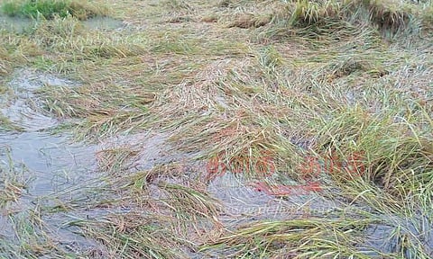 50 ஆயிரம் ஏக்கர் நெற்பயிர்கள் சாய்ந்தன