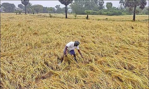 டெல்டா மாவட்டங்களில் கொட்டித்தீர்த்த கனமழை: ஆயிரக்கணக்கான ஏக்கரில் நெற்பயிர்கள் சேதம்