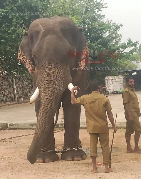 காட்டு யானைகளை பிடிக்க கும்கி யானை வரவழைக்கப்பட்டது