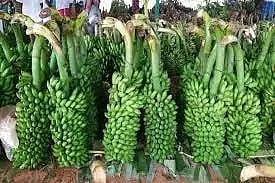 பரமத்திவேலூர் சந்தையில்வாழைத்தார் விலை சரிவுவிவசாயிகள் ஏமாற்றம்