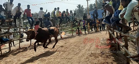 காளை விடும் விழாவில் மாடுகள் முட்டியதில் 30 பேர் படுகாயம்