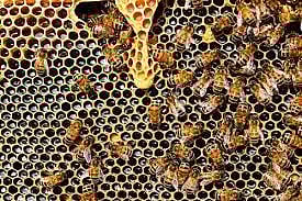 பாப்பிரெட்டிப்பட்டியில்தேனீ வளர்ப்பு பயிற்சி முகாம்