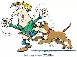 வெறிநாய் கடித்து குதறியதில் 19 பேர் காயம்