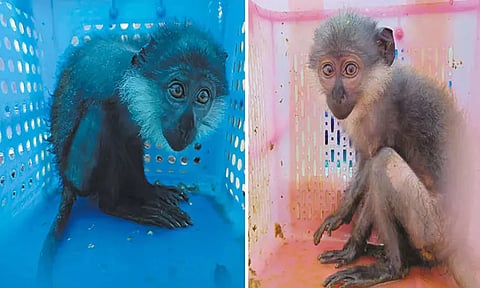 சென்னை விமான நிலையத்தில் அரிய வகை குரங்குகள் பறிமுதல்; திருப்பி அனுப்ப சுங்க இலாகா அதிகாரிகள் நடவடிக்கை