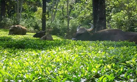 தேயிலை தோட்டத்தில் முகாமிட்ட காட்டு யானை, காட்டெருமைகள்