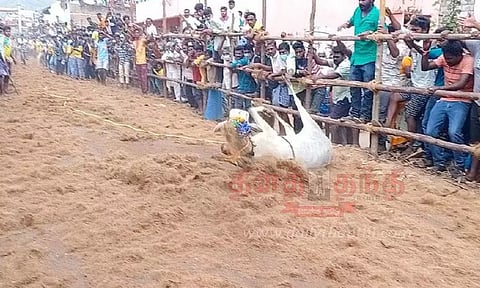 காளை விடும் விழா