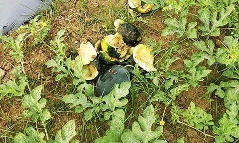 பிரம்மதேசம் பகுதிவயல்களுக்குள் புகுந்து காட்டுப்பன்றிகள் அட்டகாசம்விவசாயிகள் கவலை