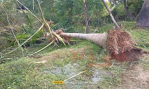 தோட்டத்தில் காட்டு யானைகள் அட்டகாசம்