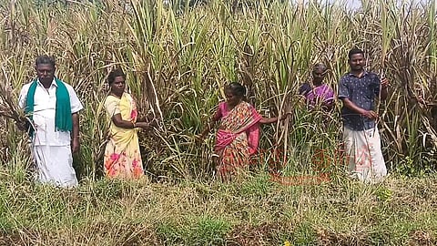 மஞ்சள் நோய் தாக்குதலால் கரும்பு வளர்ச்சி பாதிப்புவாழ்வா? சாவா? நிலையில் இருப்பதாக விவசாயிகள் கண்ணீர்