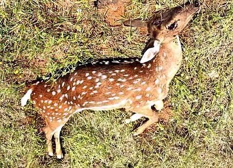 தோட்டத்தில் இறந்து கிடந்த புள்ளிமான்